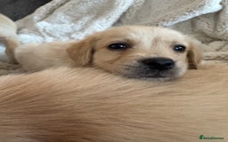 Golden Retriever dogs for sale: Golden retriever puppy Available 🐶🐾🦴  - Image 31