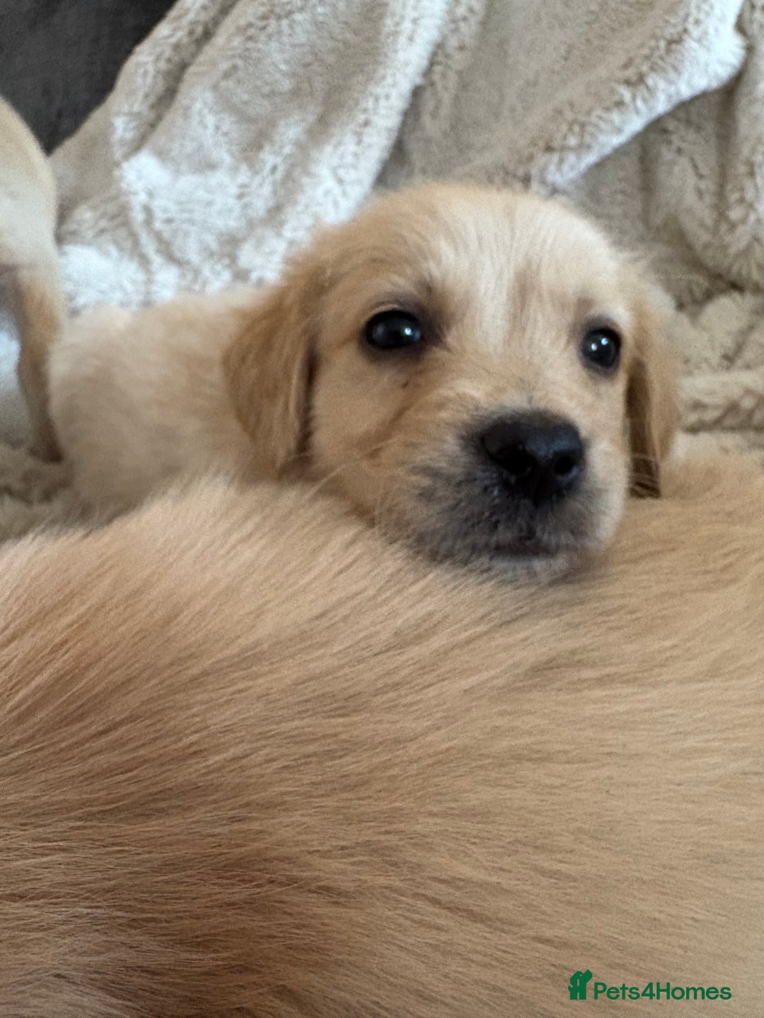Golden Retriever dogs for sale: Golden retriever puppy Available 🐶🐾🦴  - Image 31