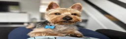 Yorkshire Terrier dogs for stud: Coco master  - Advert 4