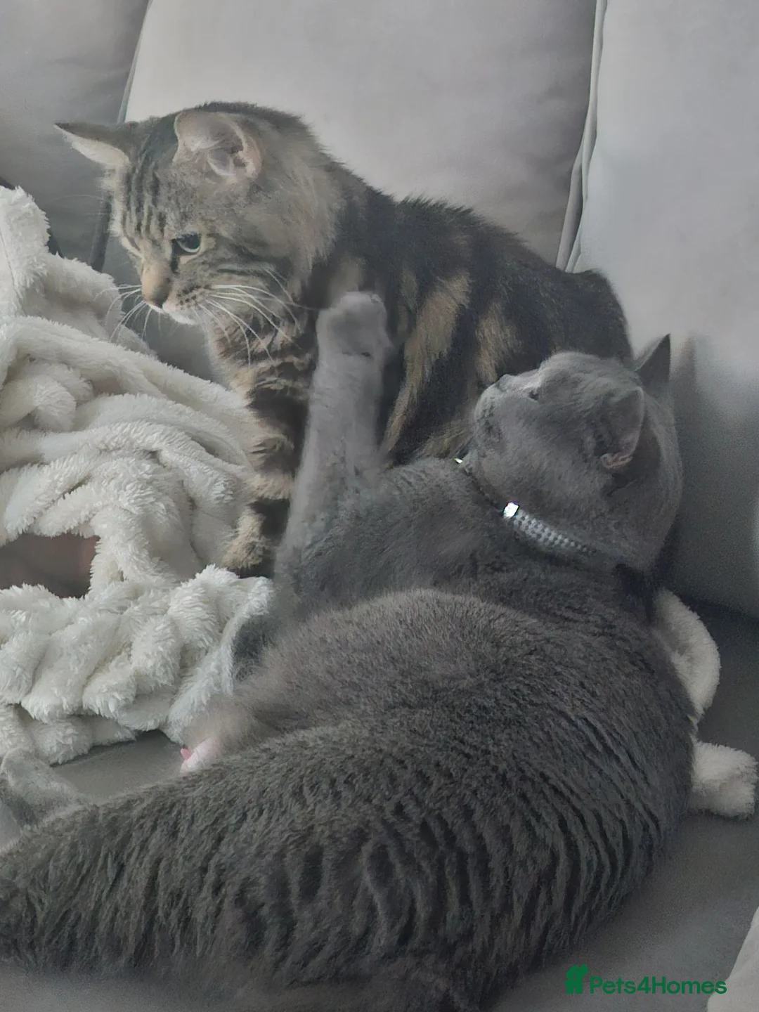 Bengal cats for sale: Bengal x British Shorthair  - Advert 2