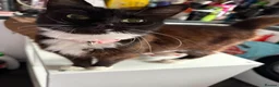 Mixed Breed cats for sale: Three beautiful little girls  - Advert 1