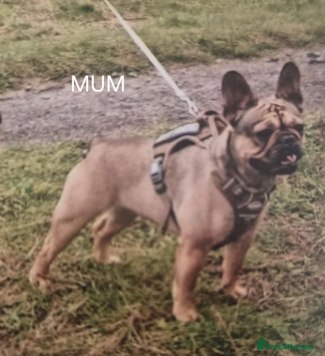 French Bulldog dogs for sale: 6 stunning french bulldog puppies - Advert 2