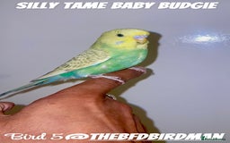 Budgerigars birds for sale: 100% Silly Tame Baby Budgies - Image 5