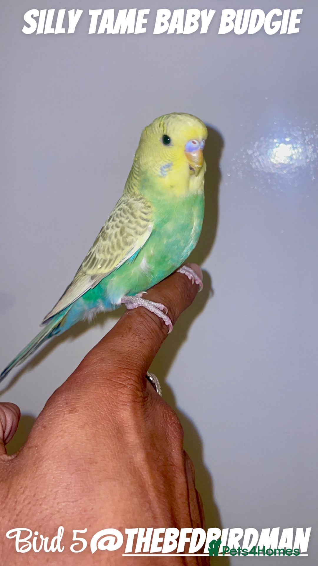 Budgerigars birds for sale: 100% Silly Tame Baby Budgies - Image 5