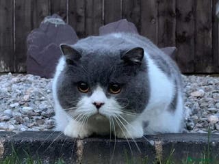British Shorthair cats RW SGC MAKDISSY APOLLO (Blue & White Stud in Stoke-on-Trent - Advert 19