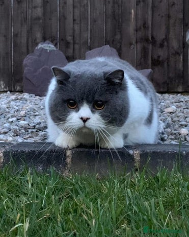 British Shorthair cats in Stoke-on-Trent - Advert 11