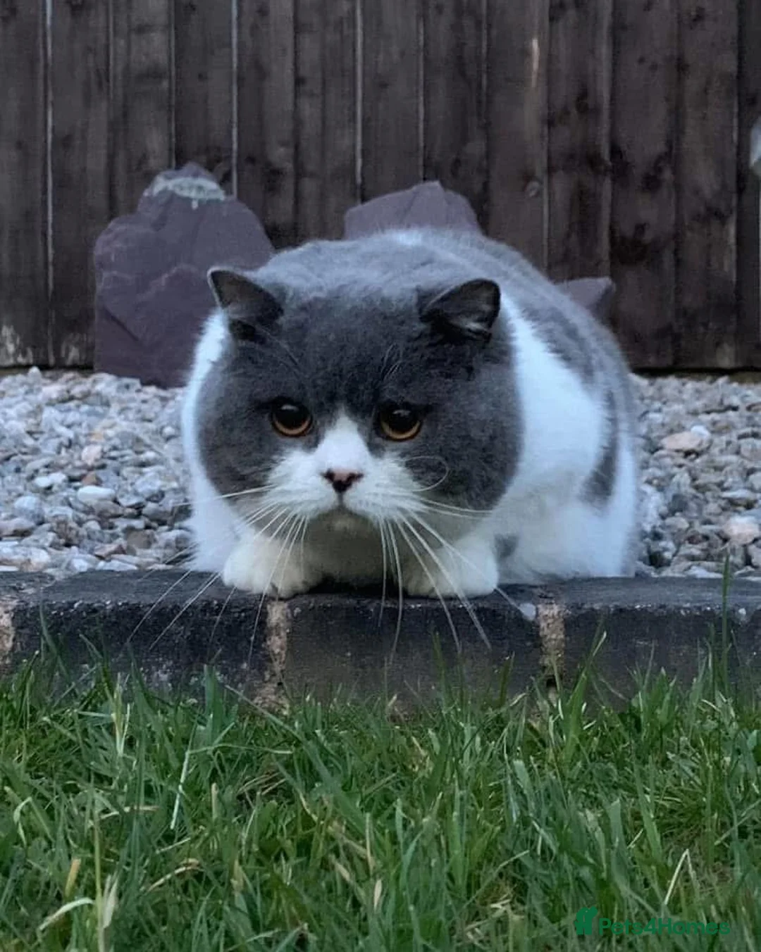 British Shorthair cats for stud: RW SGC MAKDISSY APOLLO (Blue & White Stud  in Stoke-on-Trent - Advert 1