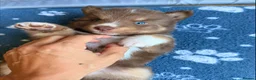 Pomsky dogs for sale: *Ready 1 week* 🇺🇸 Lines Rare Chocolate F3s  - Advert 30