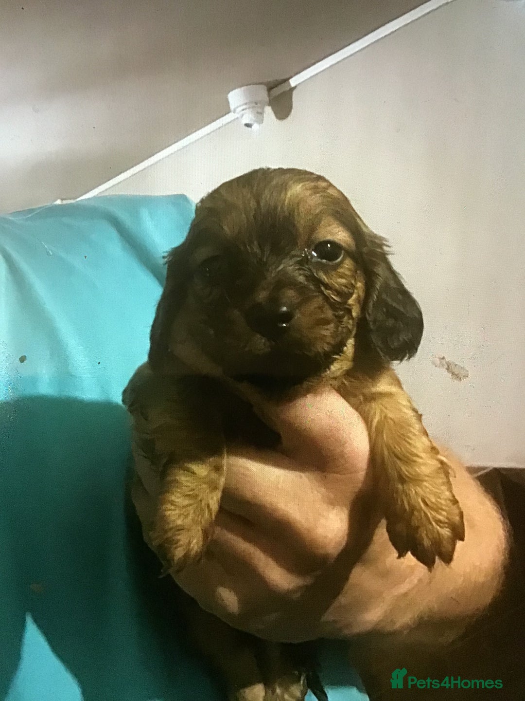 Miniature Dachshund dogs for sale: 2 boys remaining Long hair mini dachshund  - Advert 7