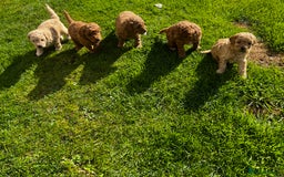 Toy Poodle dogs for sale: Gorgeous kc registered toy poodle pups  - Image 18