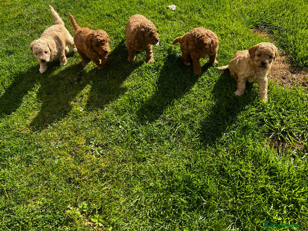 Toy Poodle dogs for sale: Gorgeous kc registered toy poodle pups  - Image 18