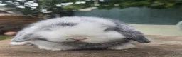 Mini Lop rabbits for sale: Mini lop magpie boy ready now  - Advert 3
