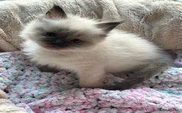 Ragdoll cats for sale: 💞 RAGDOLL Kittens Ready 13th August GrCh Blood - Image 10
