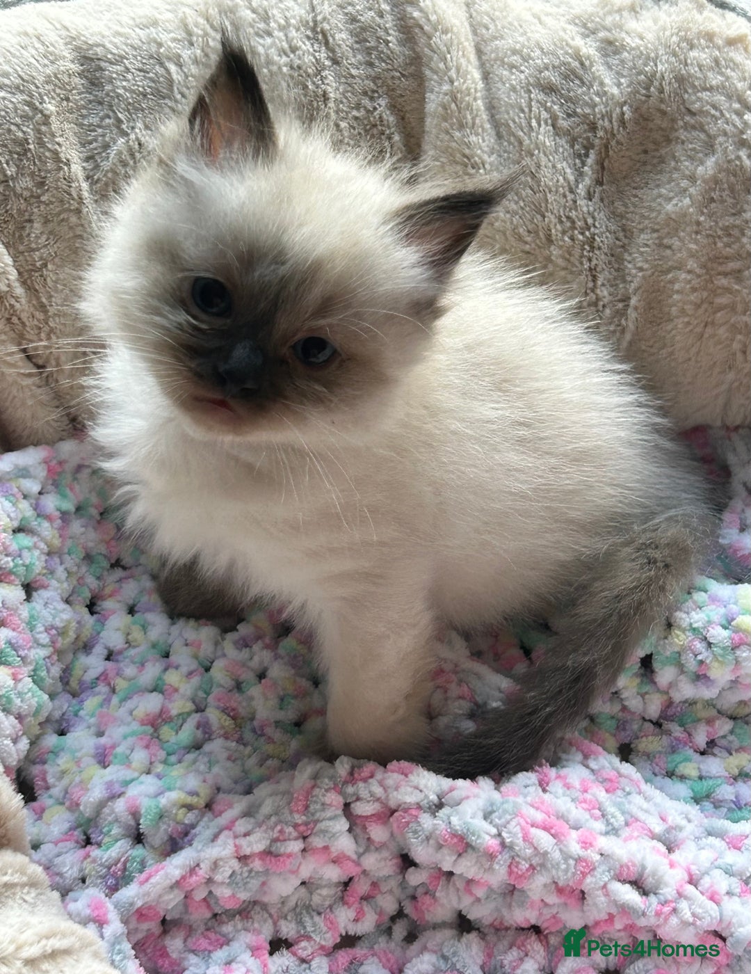 Ragdoll cats for sale: 💞 RAGDOLL Kittens Ready 13th August GrCh Blood - Image 10