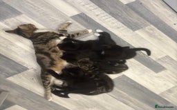 Mixed Breed cats for sale: 2 boys 1 girl  - Image 11