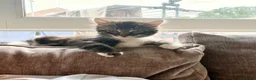 Mixed Breed cats for sale: Last kitten from litter - Advert 2