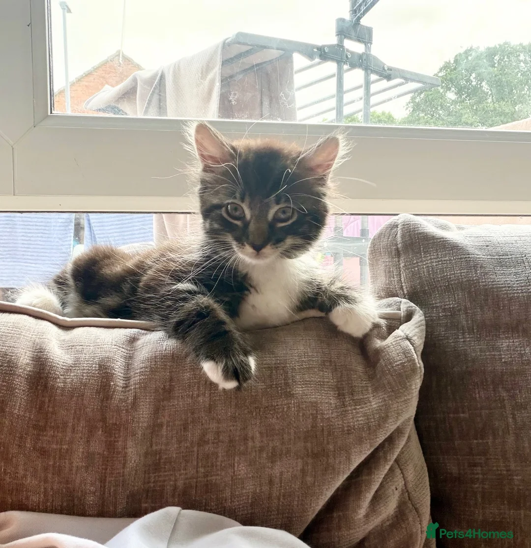 Mixed Breed cats for sale: Last kitten from litter - Advert 2