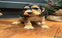 Cocker Spaniel dogs for sale: Gorgeous KC Show Cocker Spaniel Puppies - Advert 8