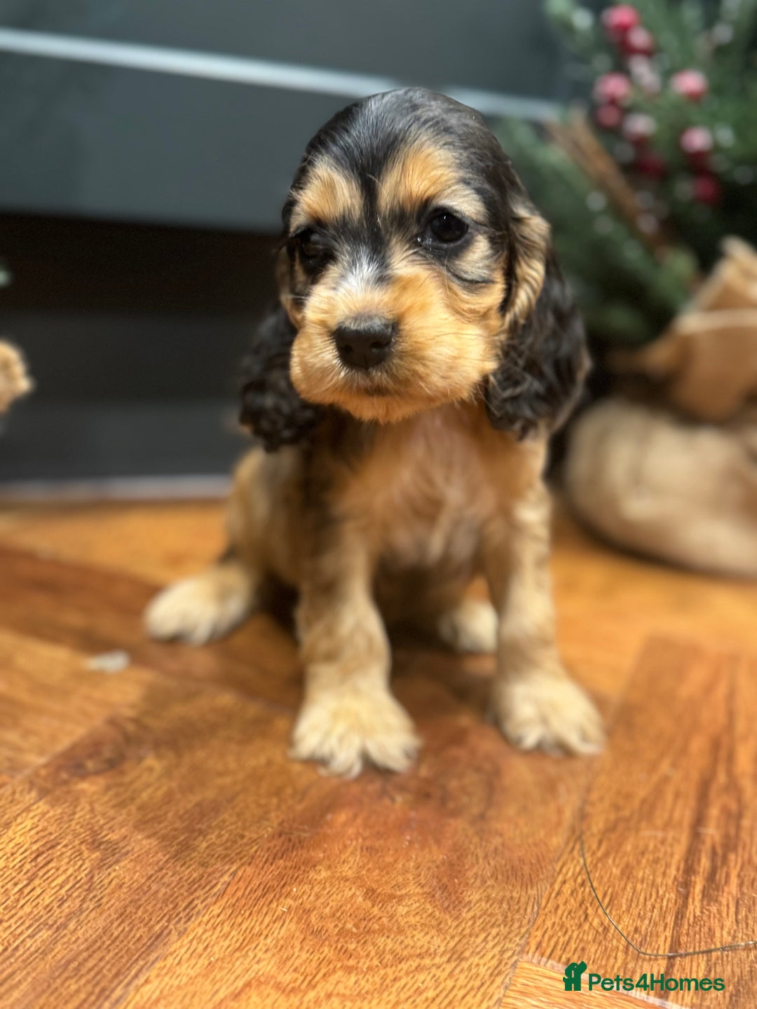 Cocker Spaniel dogs for sale: Gorgeous KC Show Cocker Spaniel Puppies - Advert 8
