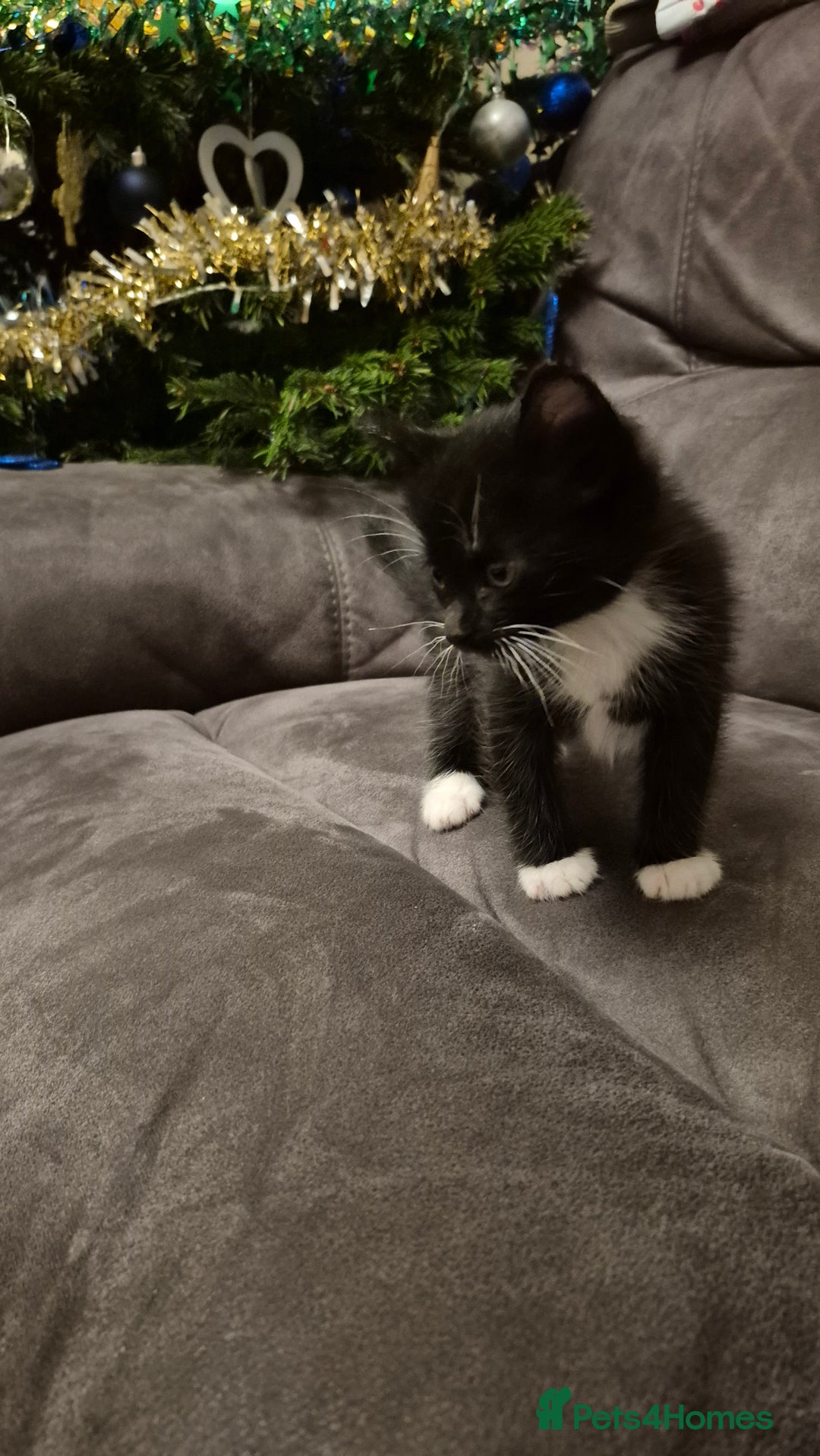 Mixed Breed cats for sale: Kittens  - Advert 12