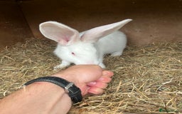 British Giant rabbits for sale: Rabbits for sale  - Image 3