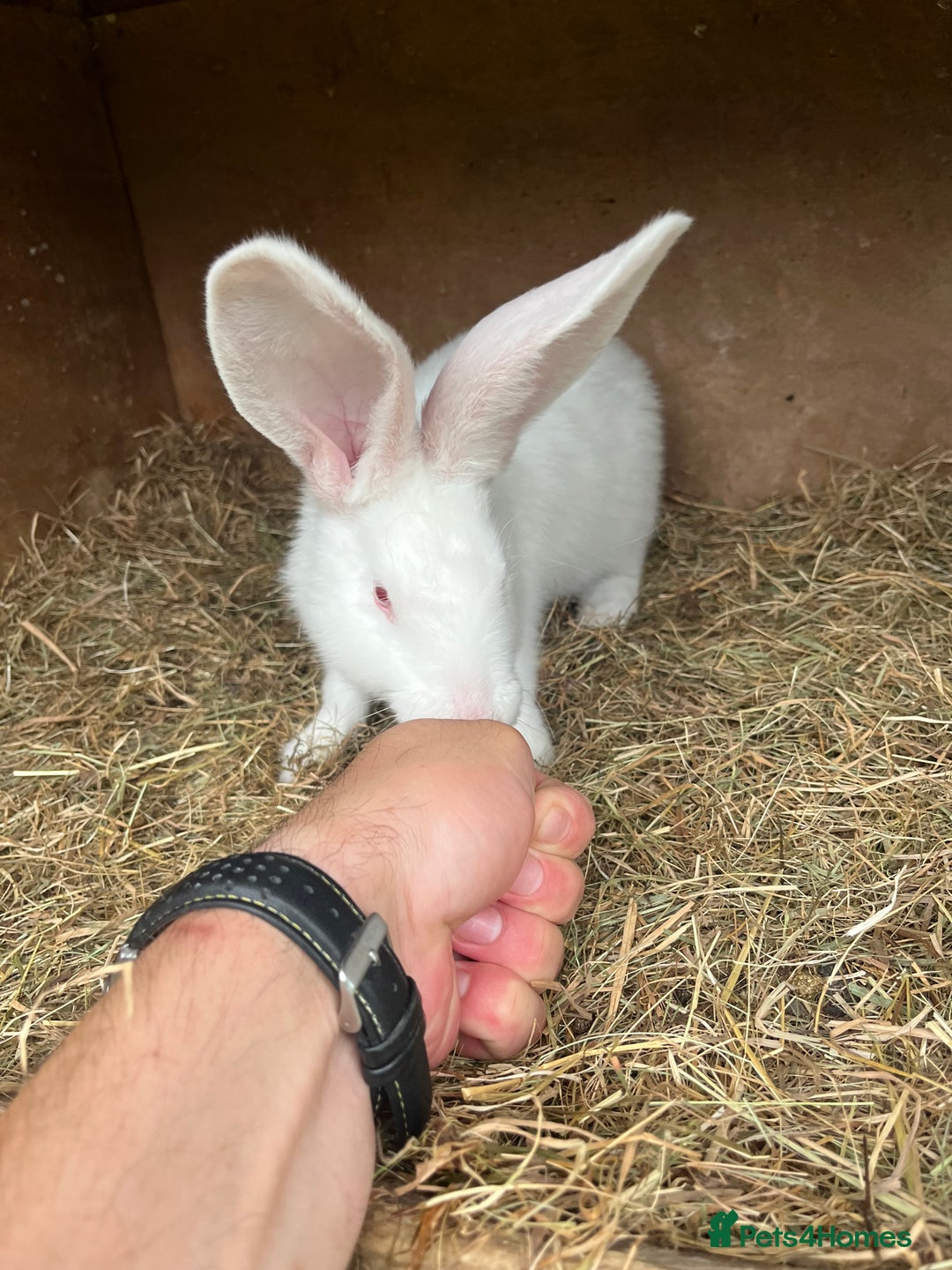 British Giant rabbits for sale: Rabbits for sale  - Image 3