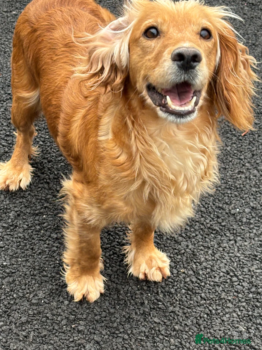 Cocker Spaniel dogs for sale: Stunning cocker Spaniel pups - Advert 2