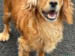 Cocker Spaniel dogs Stunning cocker Spaniel pups - Advert 4