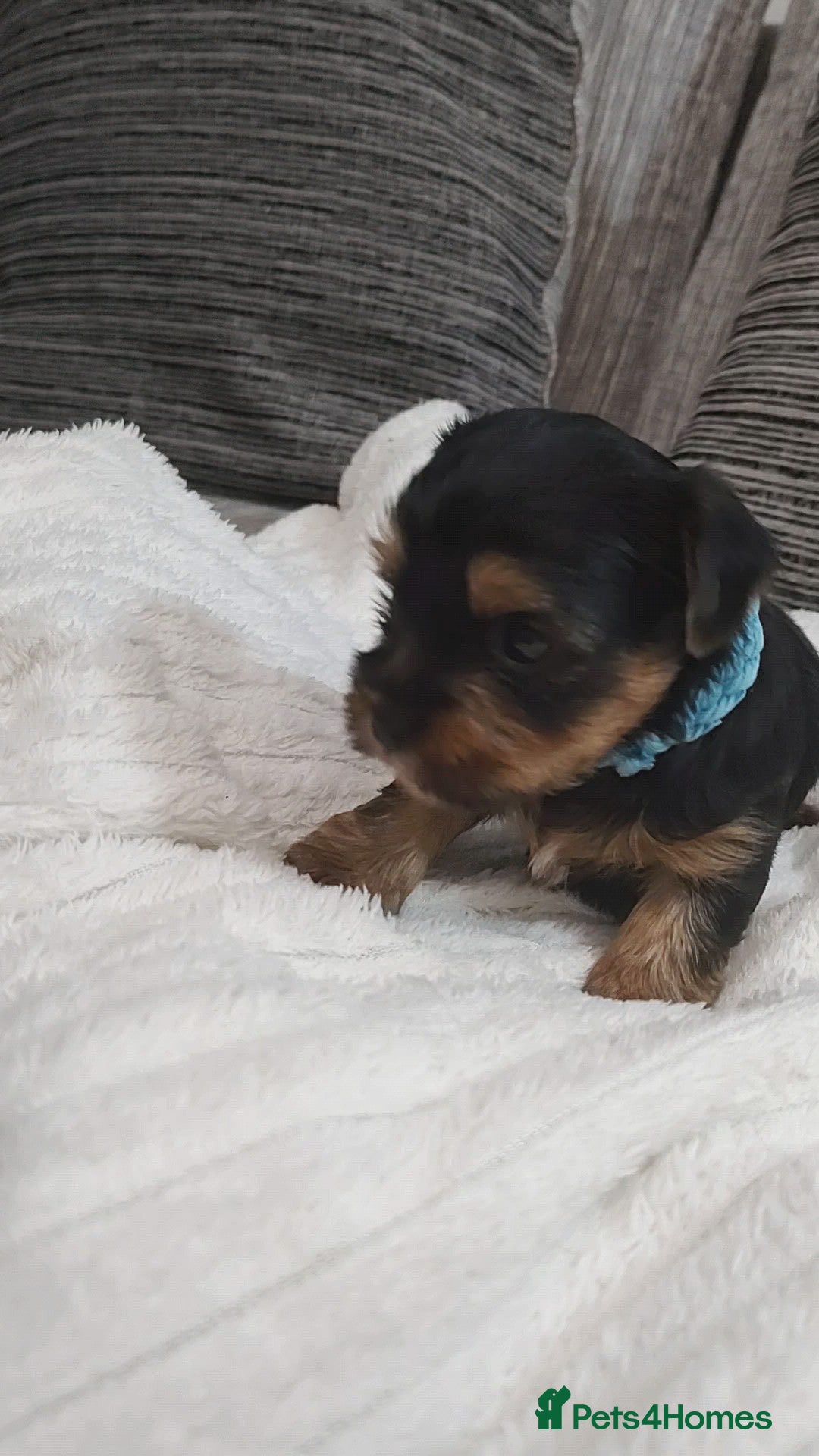 Yorkshire Terrier dogs for sale: Adorable Mini Yorkshire Terrier Puppies - Advert 16