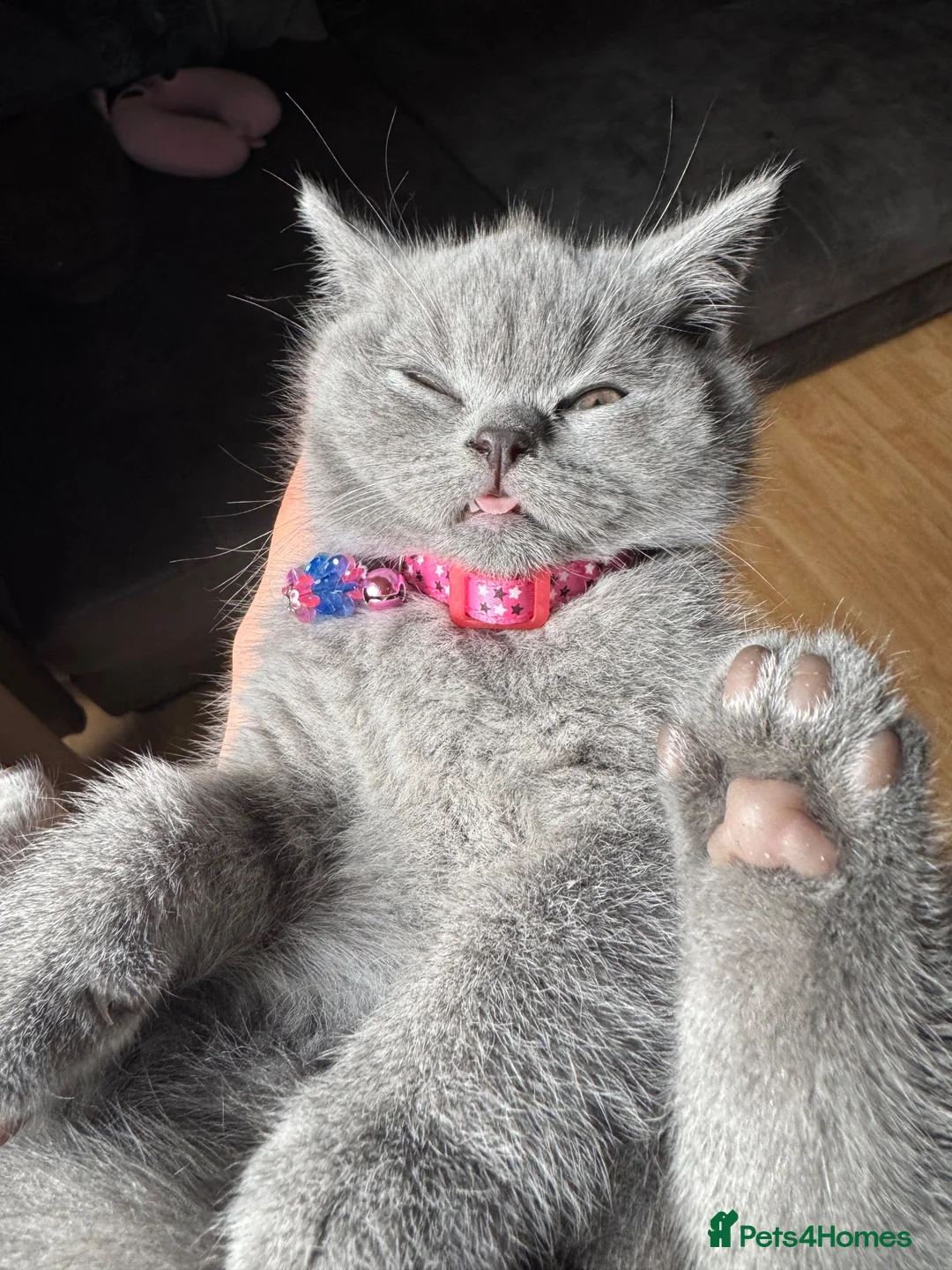 British Shorthair cats for sale: 🐾 Beautiful British Shorthair Girl 🐾 - Advert 9