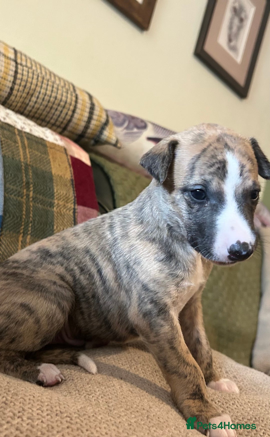 Whippet dogs for sale: Whippet Pups  - Image 3