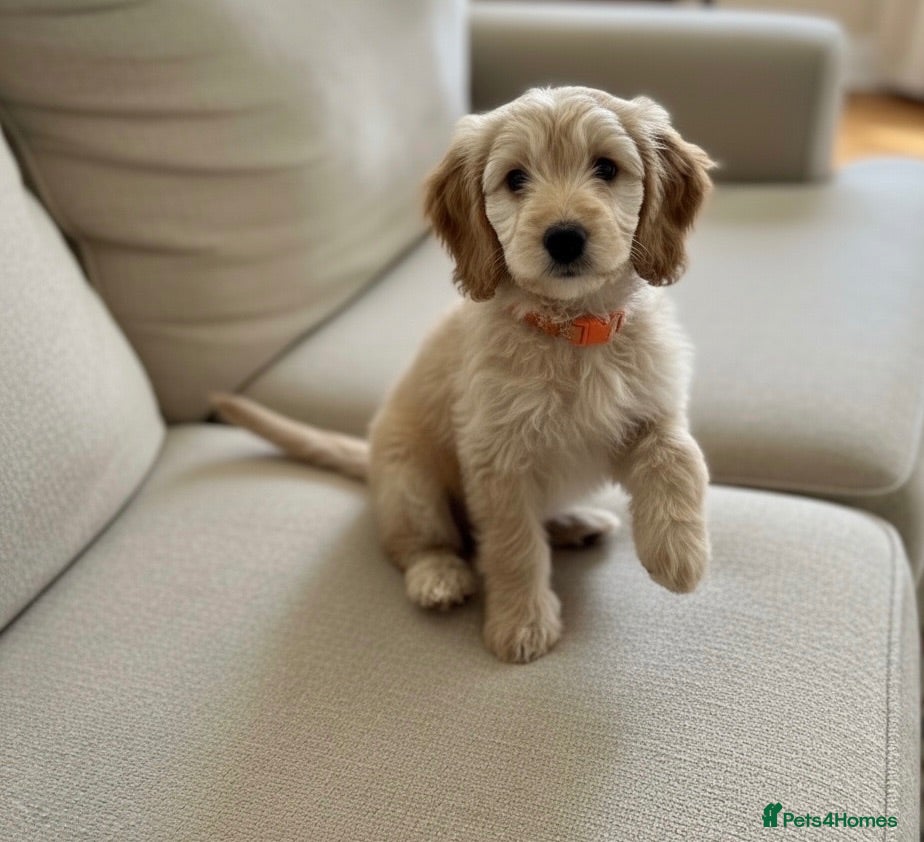 Cockapoo dogs Miniature cockapoo s - Advert 2