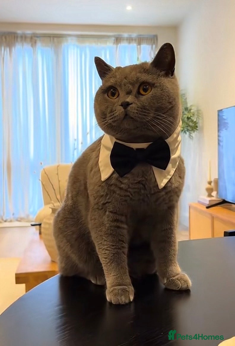 British Shorthair cats 💙Male British shorthair Available For Stud  - Advert 7