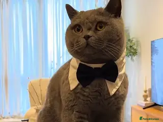 British Shorthair cats 💙Male British shorthair Available For Stud - Advert 7