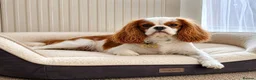 Cavapoo dogs for sale: F1 Cavapoo puppies - Advert 1