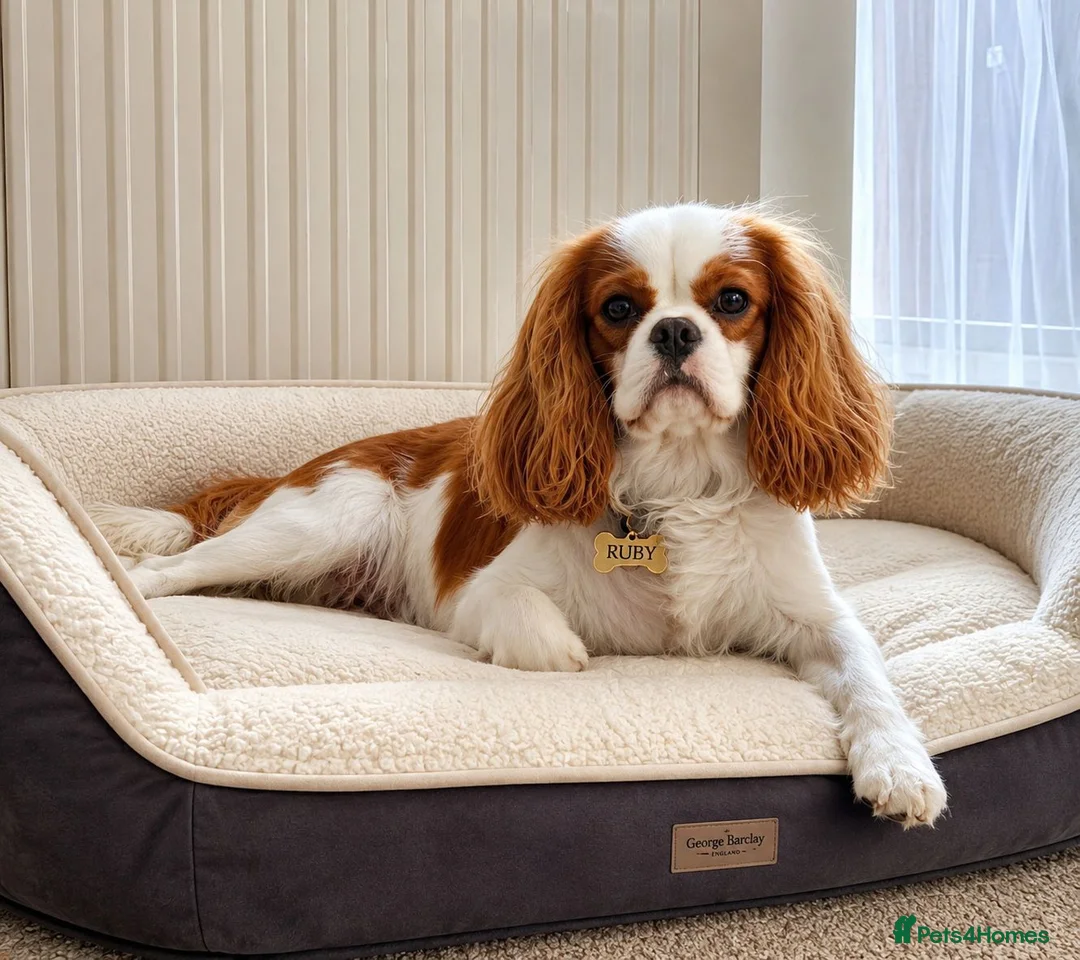 Cavapoo dogs for sale: F1 Cavapoo puppies - Advert 1
