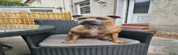 Staffordshire Bull Terrier dogs for sale: Staffordshire bull terrier puppies for sale in Kilmarnock - Advert 1
