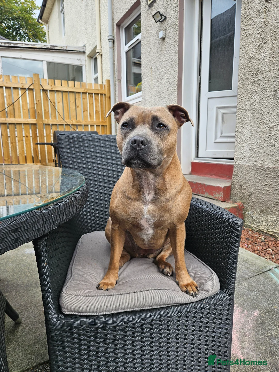 Staffordshire Bull Terrier dogs for sale: Staffordshire bull terrier puppies for sale in Kilmarnock - Advert 1