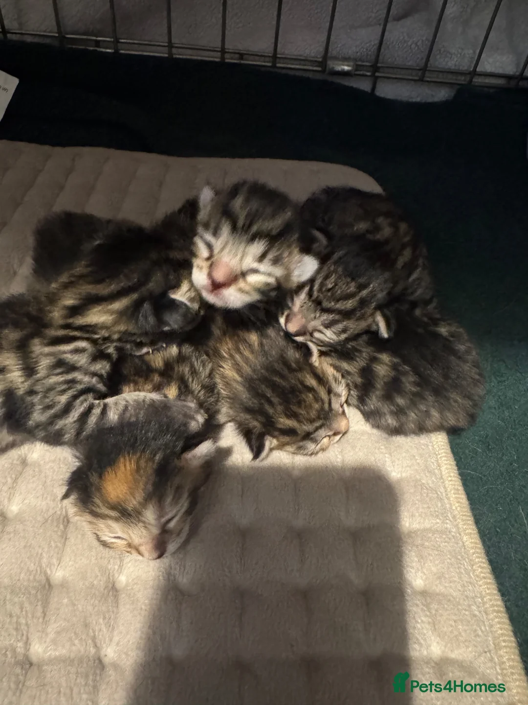 Bengal cats for sale: Bengal-cross kittens  - Advert 2