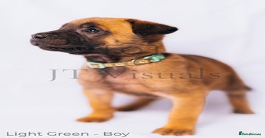 Belgian Shepherd Dog dogs - Advert 16