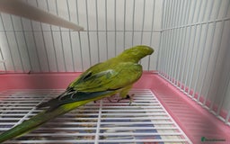 Parakeets birds for sale: Males and females DNA tested Quaker parrots babies - Image 11