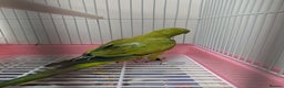 Parakeets birds for sale: Males and females DNA tested Quaker parrots babies - Advert 6