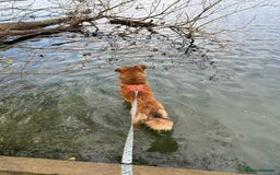 Mixed Breed dogs for adoption: COFFEE & ROBYN  – adopt a bonded pair  - Advert 13