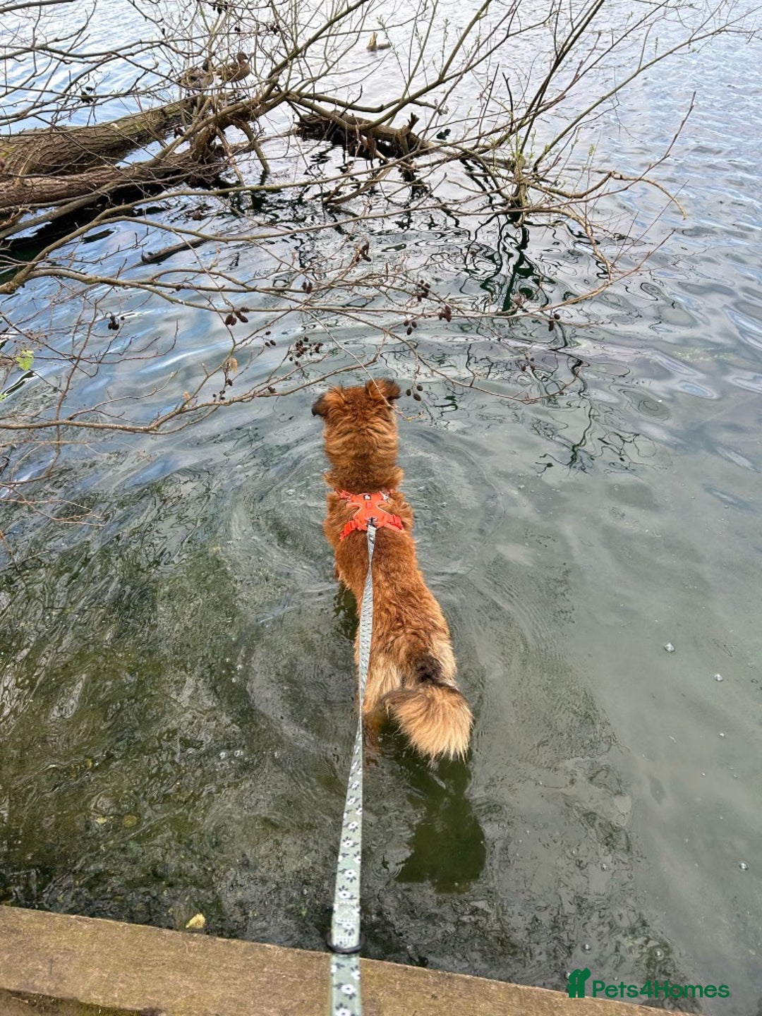 Mixed Breed dogs for adoption: COFFEE & ROBYN  – adopt a bonded pair  - Advert 13