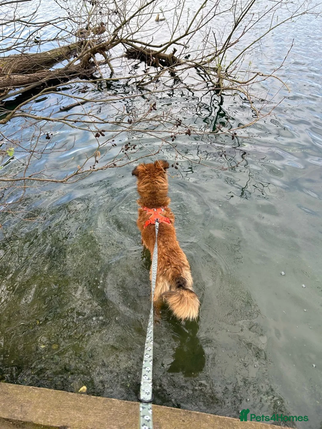 Mixed Breed dogs for adoption: COFFEE & ROBYN  – adopt a bonded pair  - Advert 13