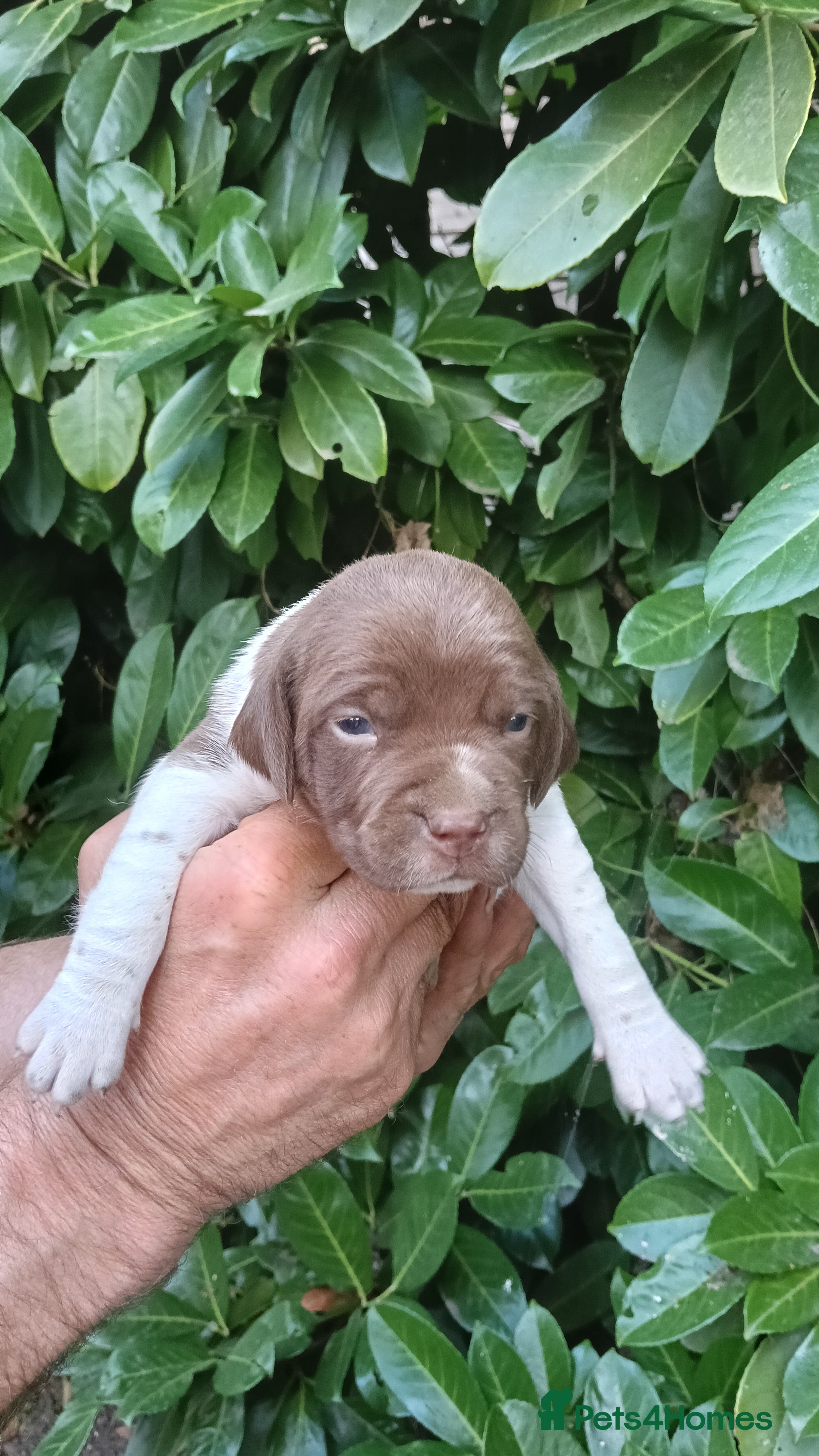 Mixed Breed dogs Fen-Spaniel litter for sale  - Advert 2