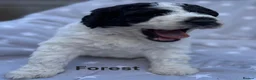 Bernedoodle dogs for sale: Bernedoodle puppies. F1b. Home reared, DNA tested  - Advert 7