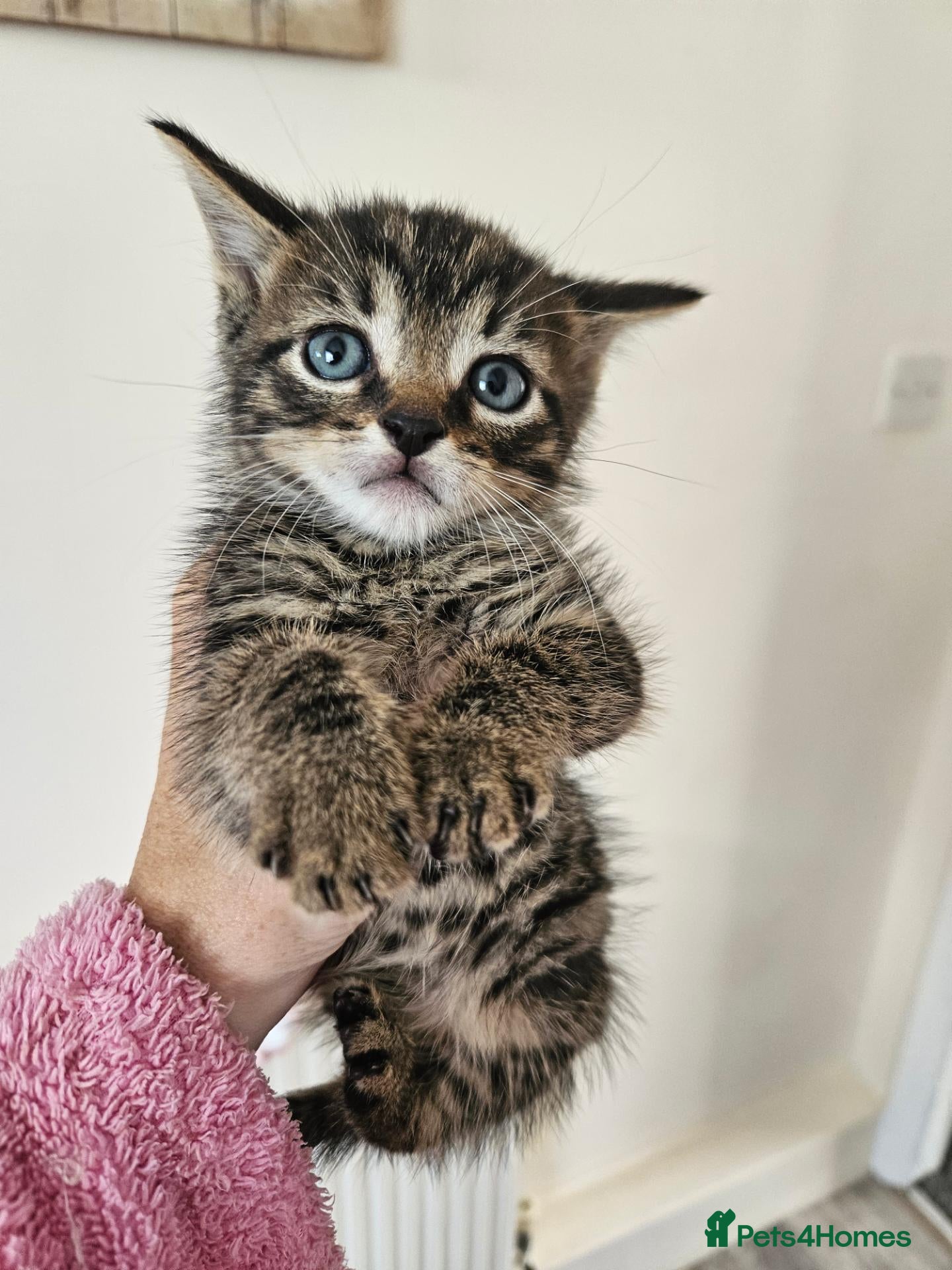 Mixed Breed cats Kittes  - Advert 10