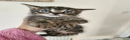 Mixed Breed cats for sale: Kittes  in Pontefract - Advert 1