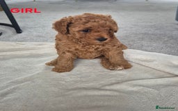 Miniature Poodle dogs for sale: KC Registered Red Miniature Poodle Puppies  - Image 3
